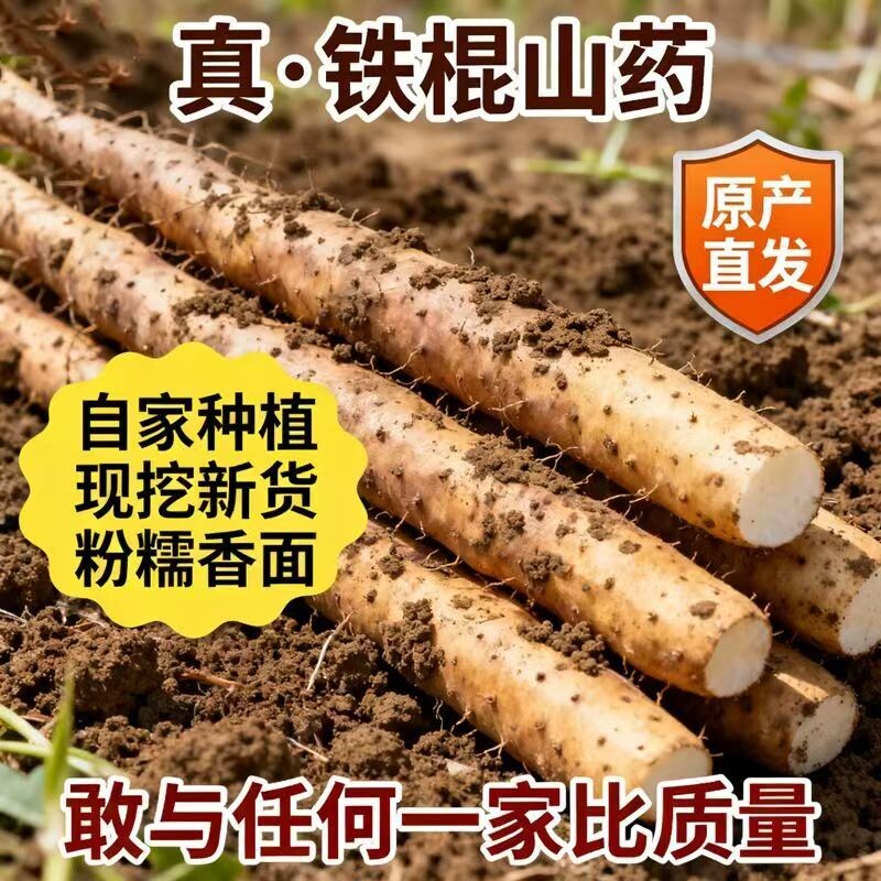 铁棍山药种子药蛋山药豆怀山种子白色野山药种籽四季种植