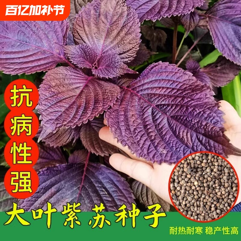 紫苏种子紫苏叶种籽盆栽菜种子可食用苏子籽四季可播易种蔬菜种子
