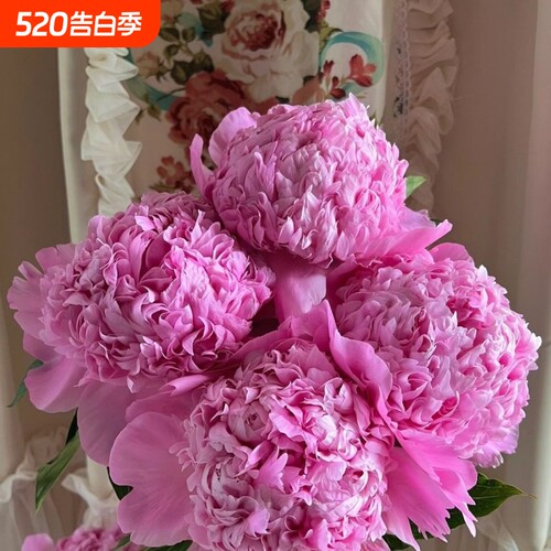 【芍药重瓣花苗】芍药根块浓香型盆栽地栽四季耐寒好成活