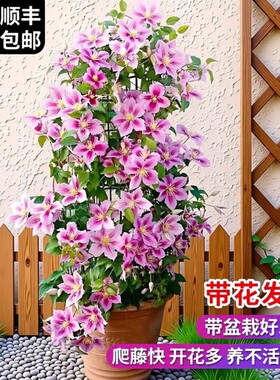 乌托邦铁线莲大苗爬藤植物绿植花卉盆栽银币四季开花带花村庄阳台