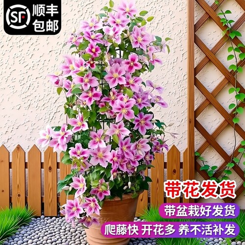 乌托邦铁线莲大苗爬藤植物绿植花卉盆栽银币四季开花带花村庄阳台