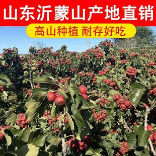 新鲜山楂果大山楂鲜果红果鲜山楂大果山里红冰糖葫芦用生山楂