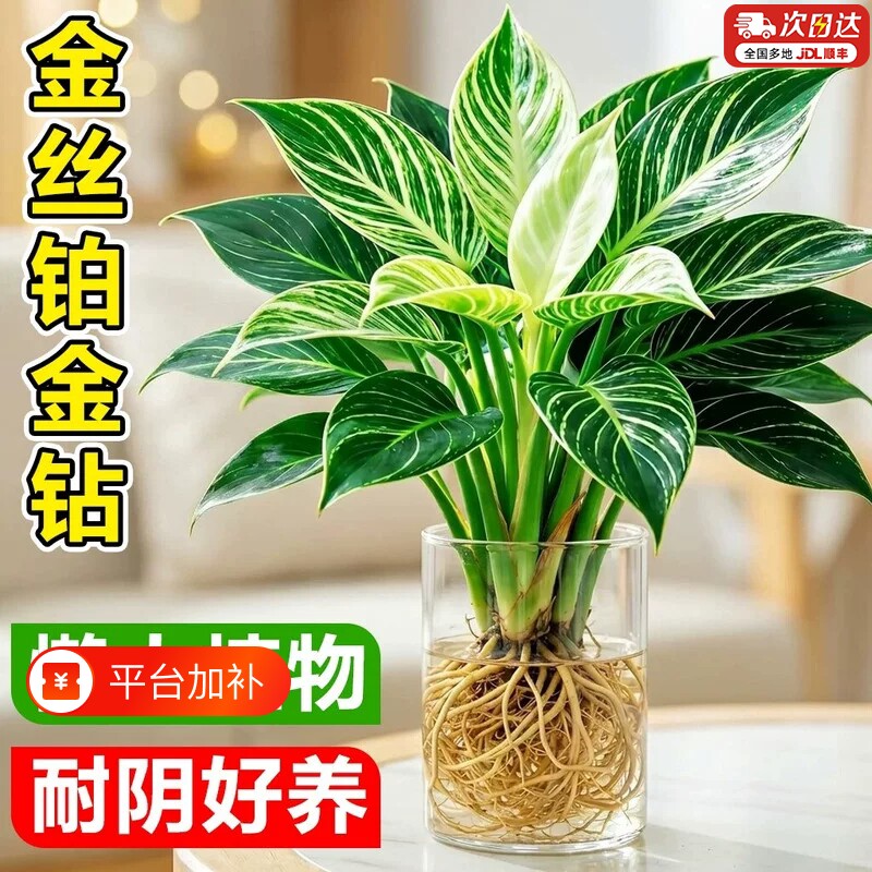 铂金钻绿公主盆栽大叶绿萝花卉室内水培植物多肉办公室好养吸甲醛