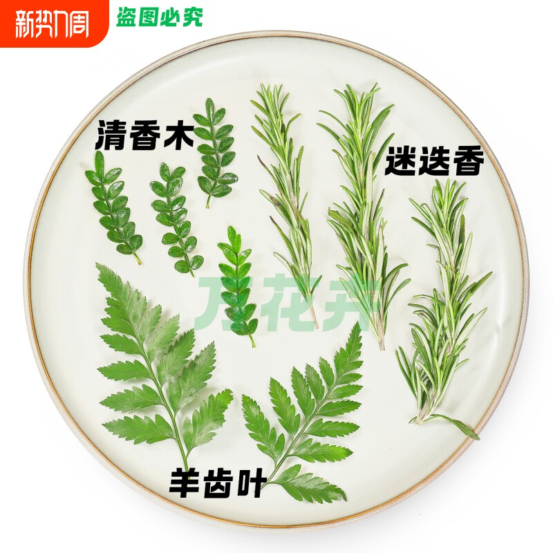 夏季鸡尾酒调酒装饰清香木叶子羊齿叶迷迭香芽蛋糕烘焙网红款点缀