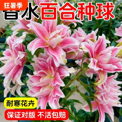 百合花种球盆栽进口香水百合多季开花卉好养植物室内鲜花多年生