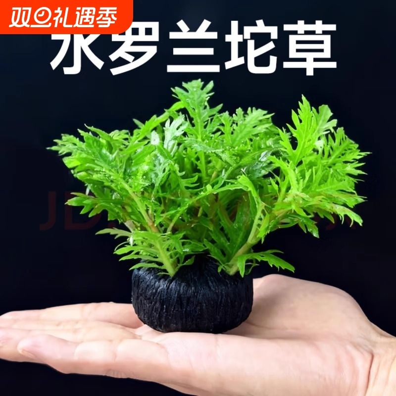 水罗兰坨草净水增氧阴性植物鱼缸造景景观生态缸好养水草淡水种植