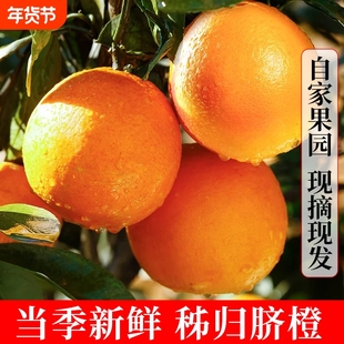 秭归脐橙整箱包邮新鲜时令水果整箱冰糖赣果冻南纽荷尔甜橙子