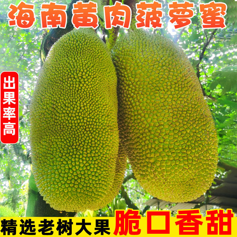 海南三亚黄肉菠萝蜜新鲜水果生鲜一整个特产干葆木波罗包邮当季,水产肉类/新鲜蔬果/熟食,菠萝蜜,淘宝优惠券,粉丝福利购,淘宝优惠卷