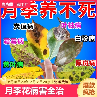 月季花黑斑白粉病黄叶掉叶月季病害清专用花卉殺营养液发黄园艺