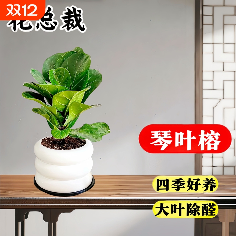 琴叶榕客厅绿植老桩小盆栽小苗室内大叶植物办公室四季好养除甲醛