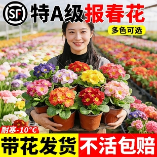 报春花盆栽带花苞室外迎春花重瓣羽叶花适合冬天养的花耐寒植物