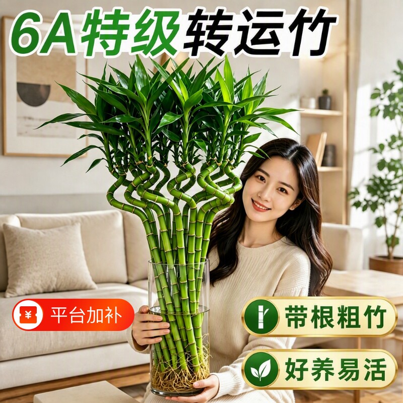 转运竹水养带根水培植物花瓶富贵竹龙竹绿植室内客厅招财四季好养