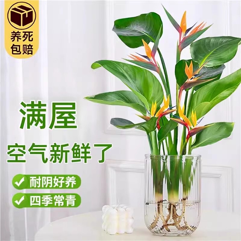 天堂鸟盆栽水培|超2000次加购图片