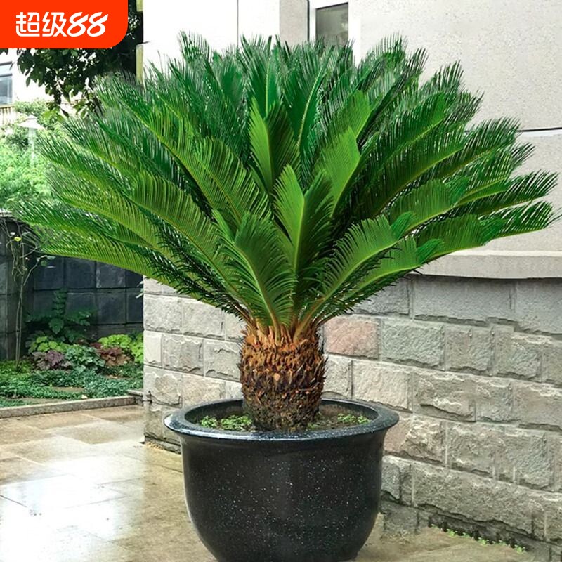 铁树盆栽植物苏铁小树苗四季庭院客厅盆景好养绿植办公桌精品室内 - 实物图