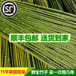 竹竿小竹杆菜园搭架子篱笆栅栏菜豆角黄瓜爬藤花架西红柿竹子围栏