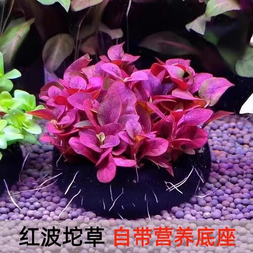 红波坨草自带营养底座鱼缸草缸造景植物阴性红色水草中后景淡水草
