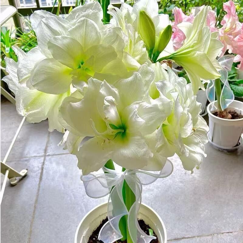 进口朱顶红重瓣盆栽室内花卉四季大全庭院好养活耐热焦点耐寒大花