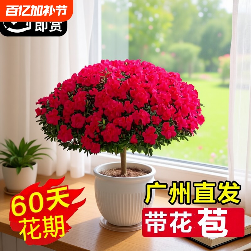 杜鹃花盆栽带花苞绿植物室内阳台四季开花栀子花苗老桩耐寒鲜花卉