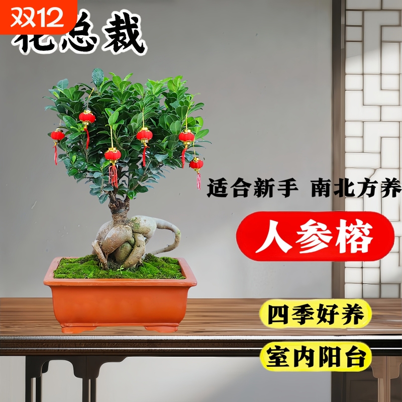 花总裁大榕树盆景四季常青