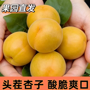 山西特产头茬微黄杏子酸脆爽口金太阳大黄杏当季现摘新鲜孕妇水果