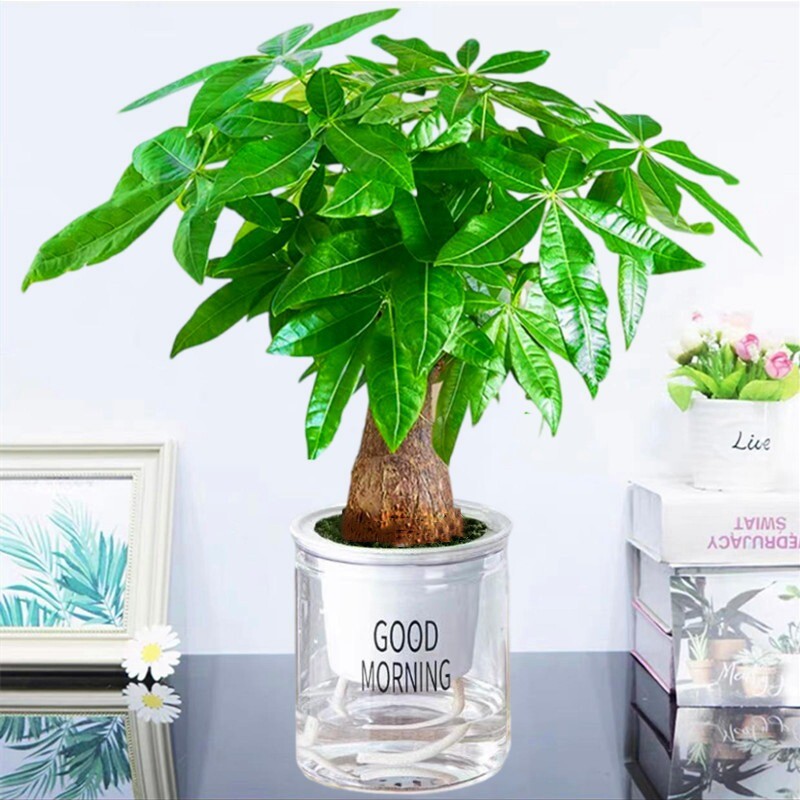 发财树盆栽绿植物大金钱树室内吸甲醛绿萝文竹水培富贵竹好养客厅