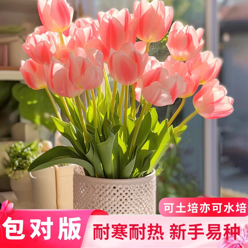 重瓣郁金香阳台庭院花卉绿植盆栽图片