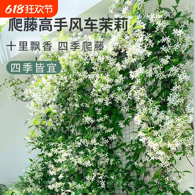 风车茉莉盆栽大苗垂丝爬藤蔓花卉耐寒阳台庭院绿植物四季开花耐热