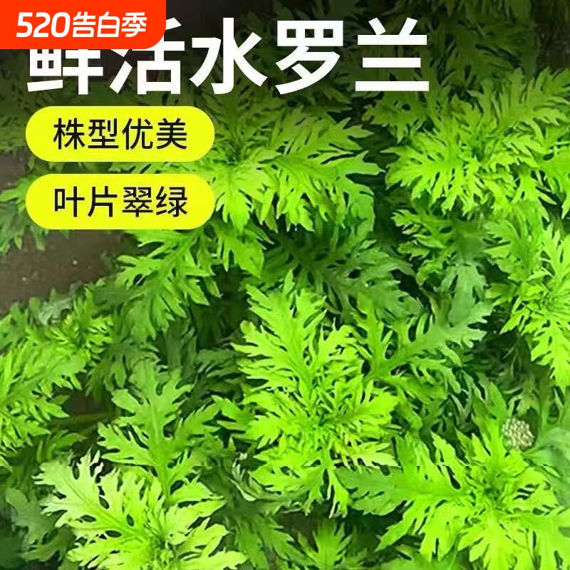 水罗兰坨草鱼缸造景净水后景新手懒人水草植物好养活阴性淡水增氧