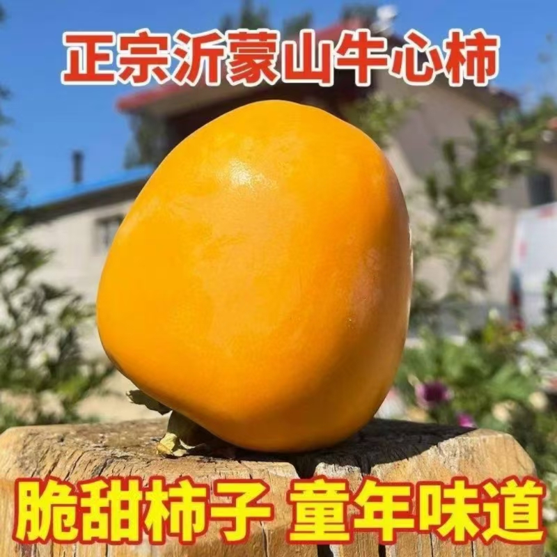 山东沂蒙脆柿子巧克力牛心柿子整箱5斤