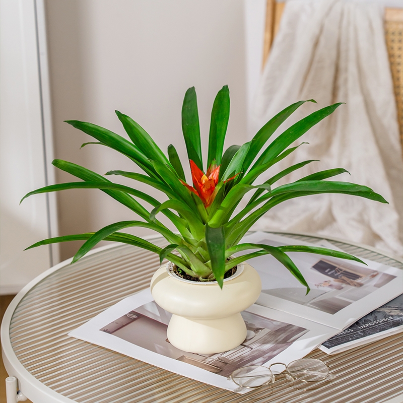 鸿运当头盆栽带花小红星办公室开红花好养花卉红掌凤梨易成活绿植