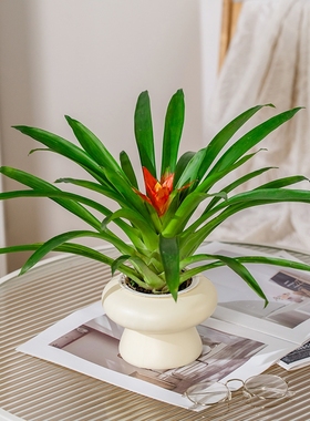 鸿运当头盆栽带花小红星办公室开红花好养花卉红掌凤梨易成活绿植