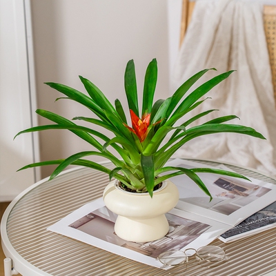 鸿运当头盆栽带花小红星办公室开红花好养花卉红掌凤梨易成活绿植