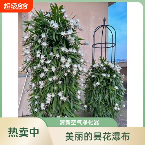 昙花苗四季开花|超1000次加购