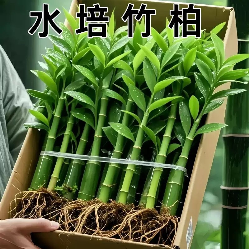 竹柏驱蚁竹水培植物盆栽室内客厅水养花卉绿植水培驱蚁竹四季好养