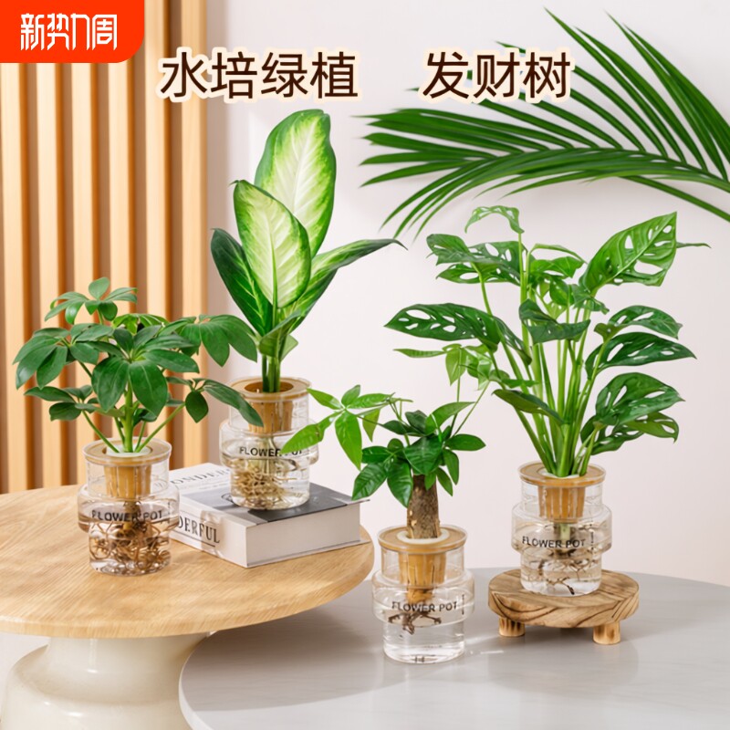 发财树水培植物室内好养白掌九里香办公室桌面绿植水养小盆栽客厅