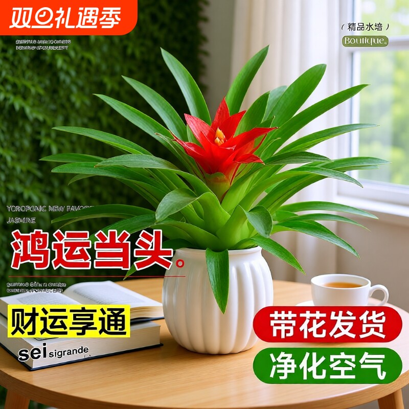 鸿运当头花盆栽花卉室内绿植水培新款带花客厅自吸水驱蚊冬季