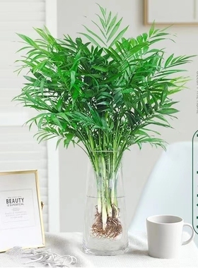 袖珍椰子室内盆栽水培植物好养富贵竹客厅龟背竹驱蚊竹柏四季土培