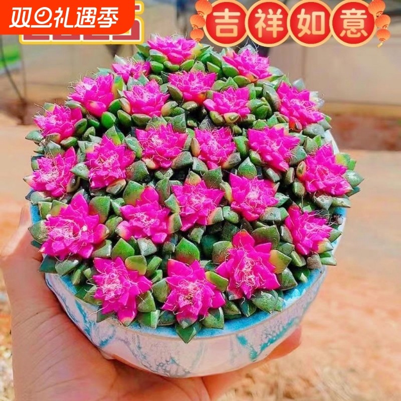 吹雪多肉多肉植物吹雪之松锦绿植花卉招财卡日松锦办公室桌面盆栽