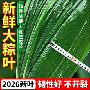 新鲜棕叶特大号天然新鲜宽棕叶今年优质新叶包包粽子专用真空包装