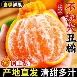 正宗四川不知火丑橘耙耙柑粑粑柑水果新鲜当季整箱10斤大果丑八怪