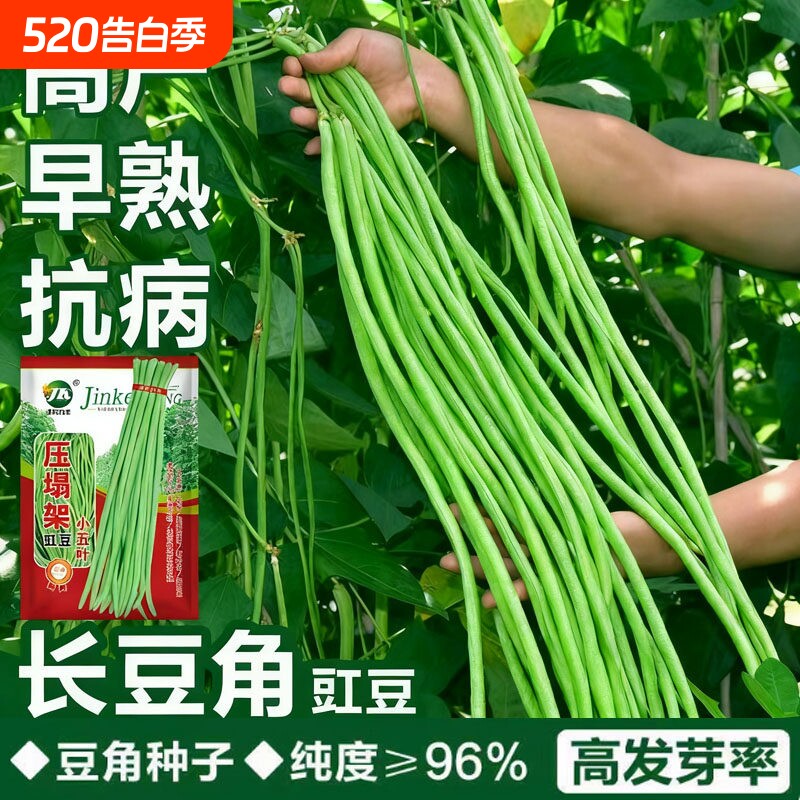 四季蔬菜黄瓜豆角种子辣椒阳台菜种籽种子大全绿豆小香葱高产柳叶