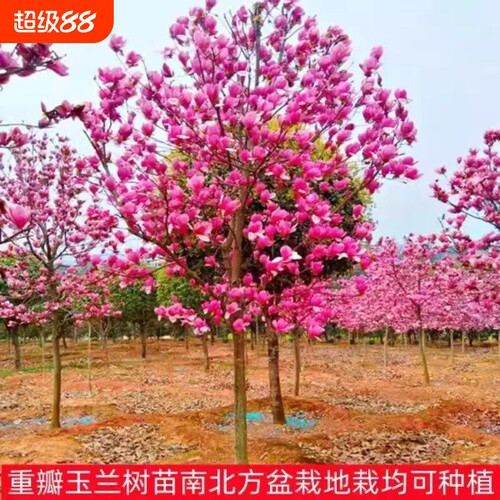 玉兰花树苗带花苞红白紫玉兰树室外矮化庭院四季花卉盆栽绿化大树