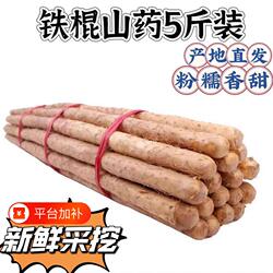 河北蠡县麻山药铁棍山药新鲜山药小白嘴山药粉糯轻微带土产地直发