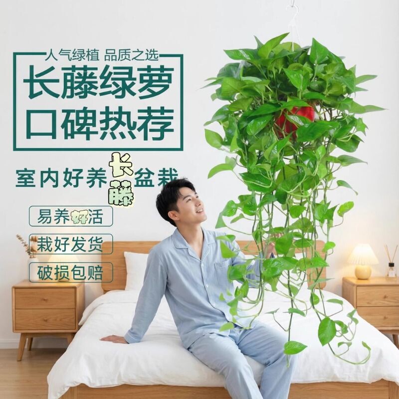 长藤大盆绿萝花卉绿植盆栽植物大叶绿箩办公桌室内客厅四季常绿