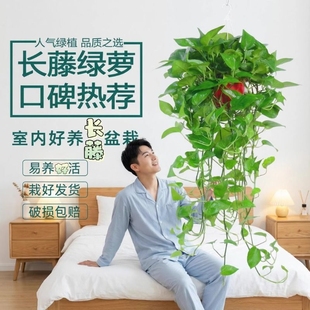 长藤大盆绿萝花卉绿植盆栽植物大叶绿箩办公桌室内客厅四季 常绿