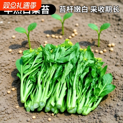 白菜苔种子四季早熟奶油白菜菜心蔬菜种植阳台麦菜莴笋茼蒿速生