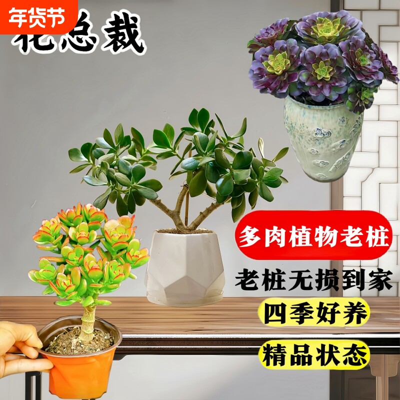 精品玉树盆栽老桩超大颗多肉植物发财树盆栽室内好养沙漠玫瑰花卉