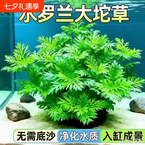 水罗兰水草鱼缸专用造景