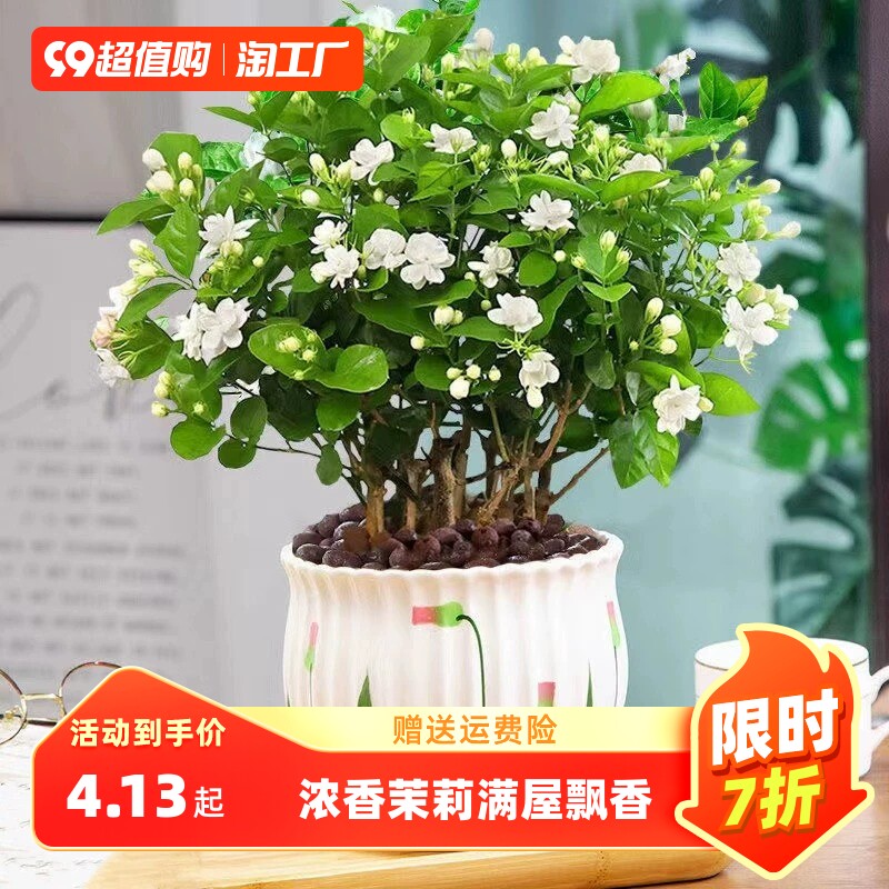 茉莉花苗盆栽带花苞九里香老桩驱蚊花卉植物室内四季开花好养客厅使用感如何?