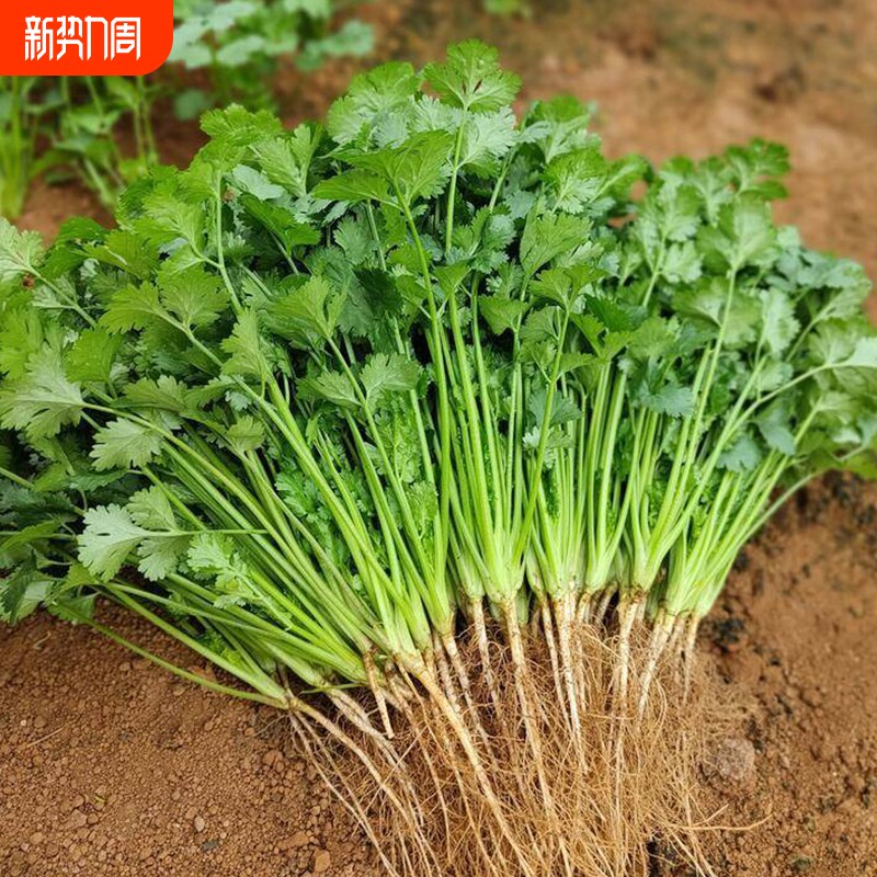 四季香菜种子小叶大叶高产芫荽根秋冬蔬菜盆栽种籽孑菜籽籽种大全